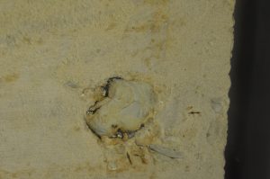 Antique Sandstone Fireplace Mantel, Louis XVI Style